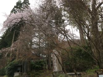 定勝寺のシダレザクラ
