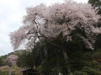 妙覚寺のサクラ