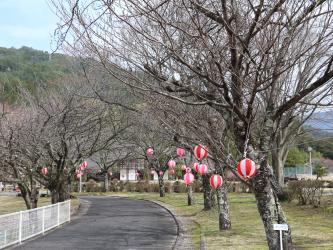 スポーツ公園のヤエザクラ