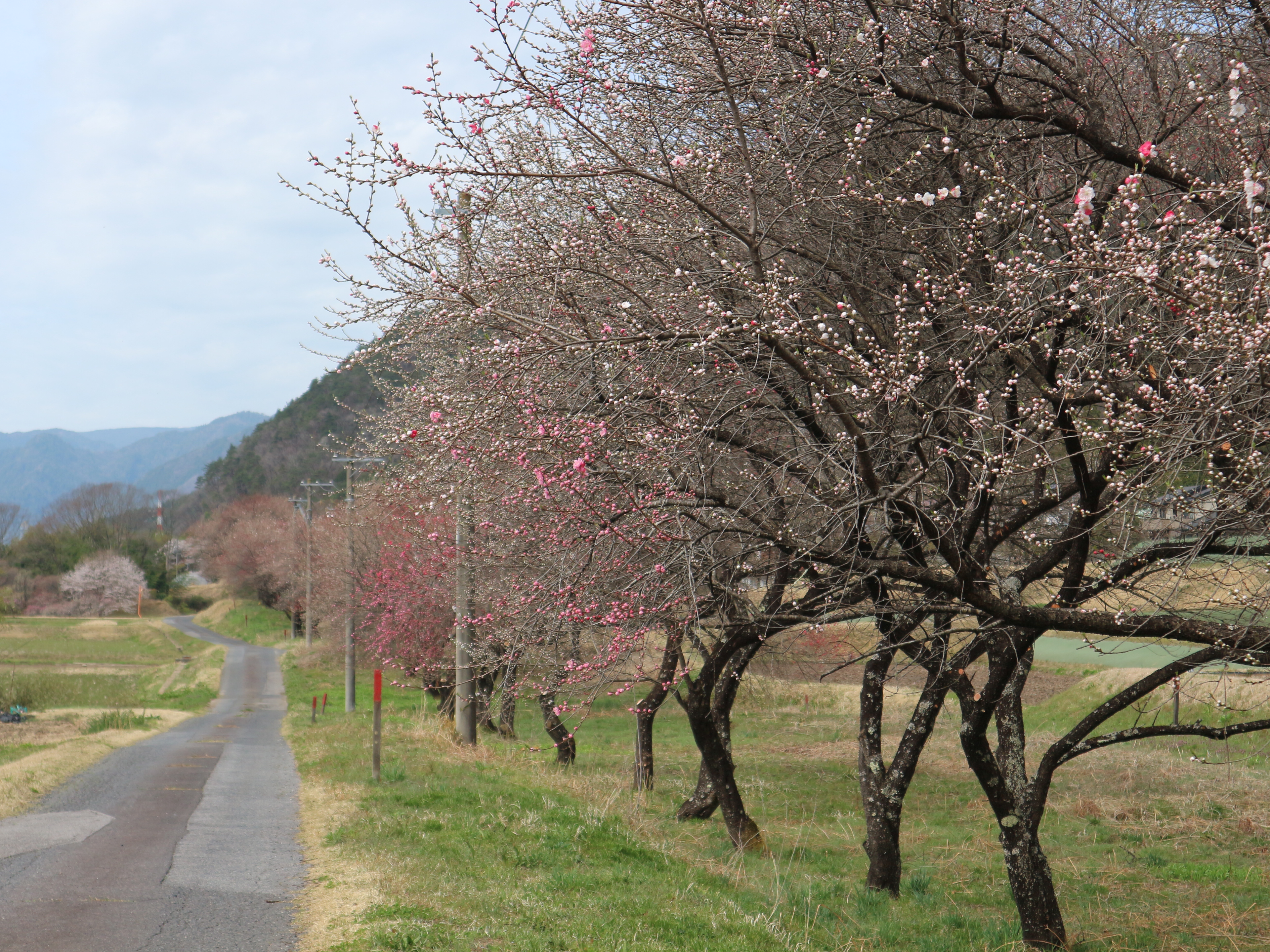 和村地区のハナモモ