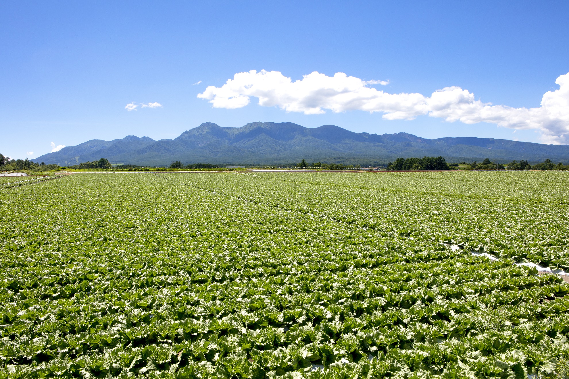 川上村　レタス畑