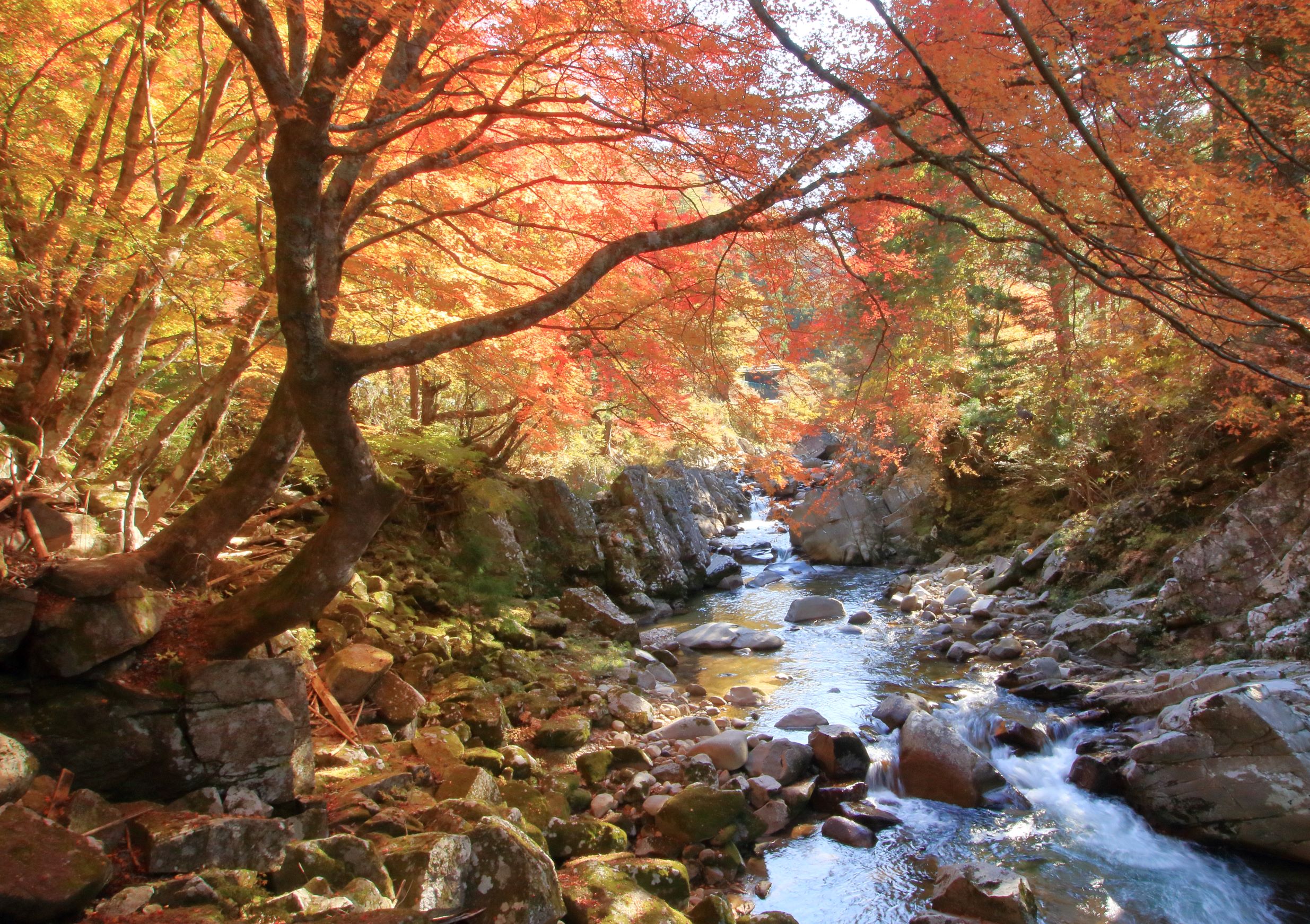 根羽村　小戸名渓谷の紅葉